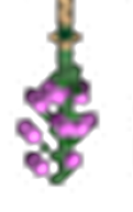 Hanging purple flowers