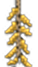Hanging wheat